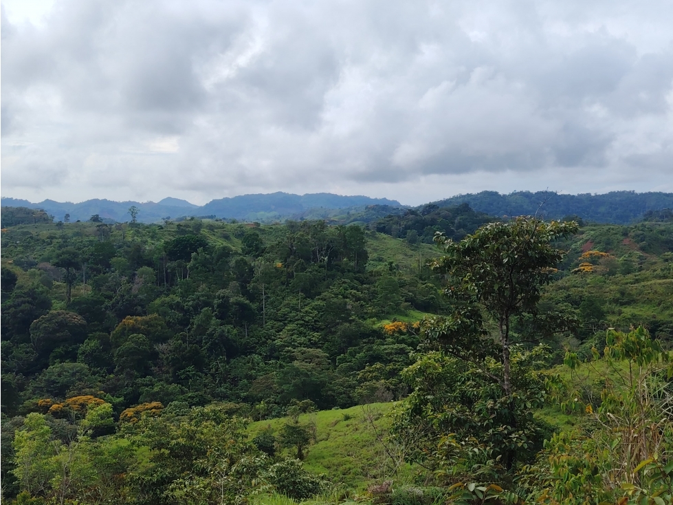 Se Vende Finca de 170 Hectáreas en Capira-Cacao - 2