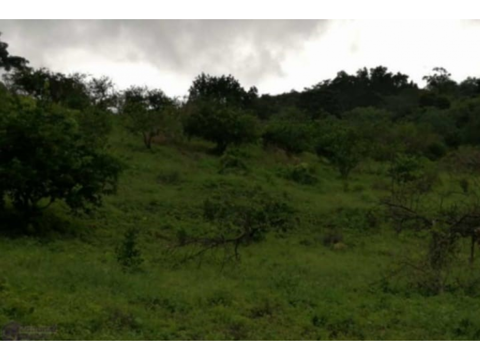 Se Vende Finca de 88,7 HAS en Capira Cermeño (DR) - 3