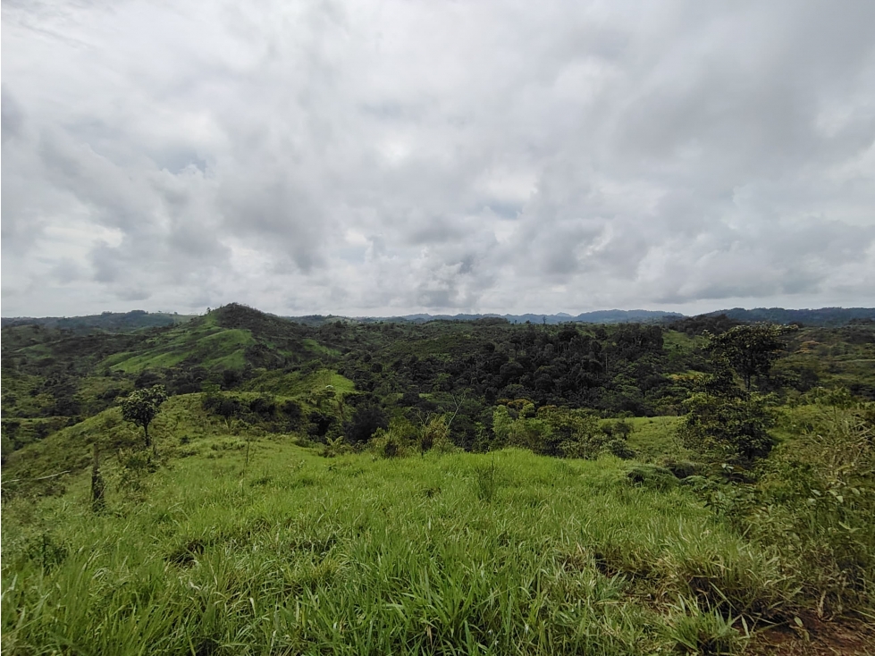 Se Vende Finca de 170 Hectáreas en Capira-Cacao - 4
