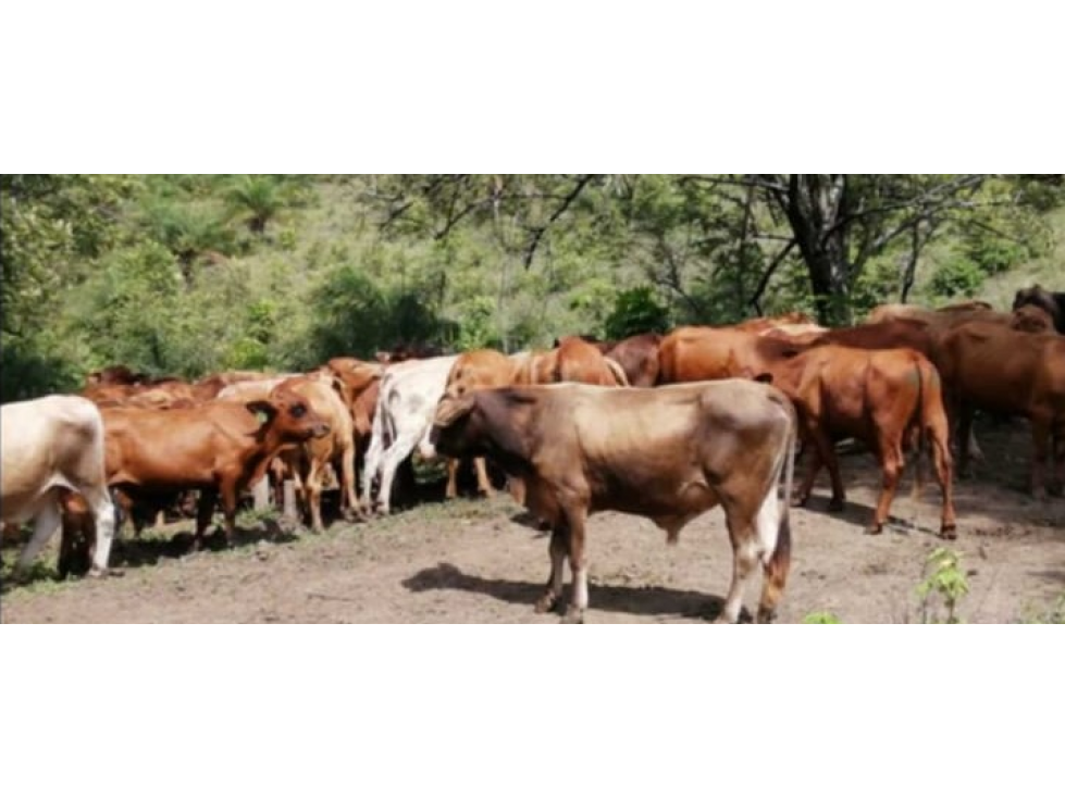 Se Vende Finca de 88,7 HAS en Capira Cermeño (DR) - 5