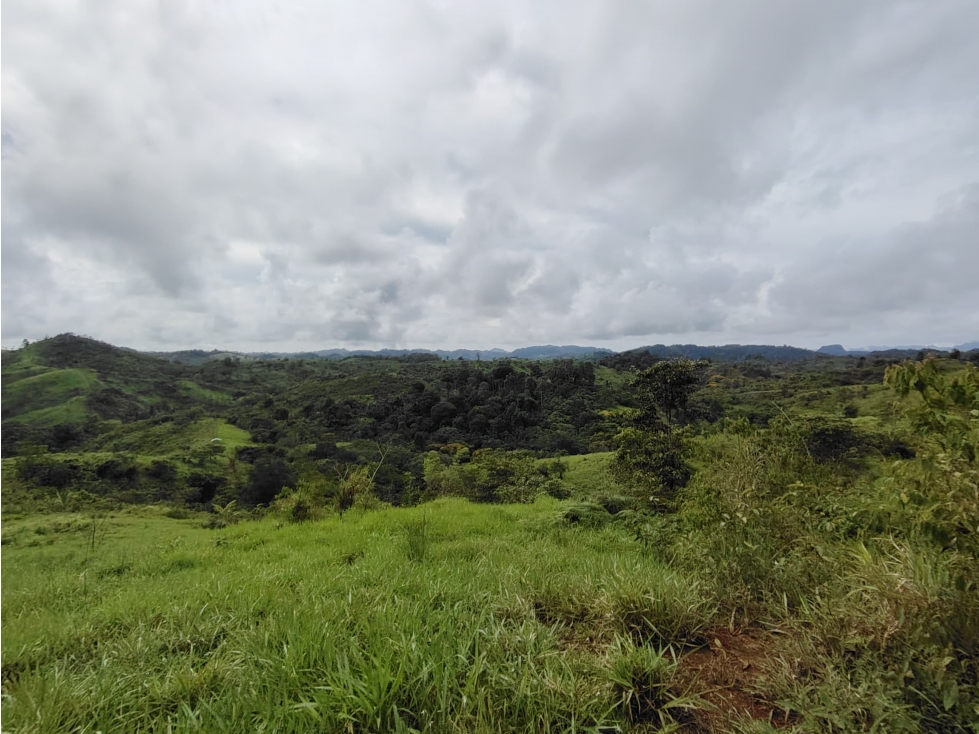 Se Vende Finca de 170 Hectáreas en Capira-Cacao - 5