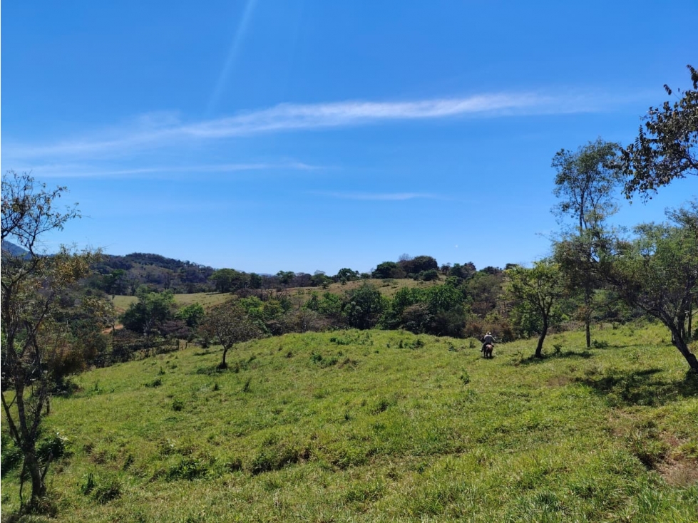 Finca en Venta de 201 Has en Las Palmas - Veraguas (DR) - 2