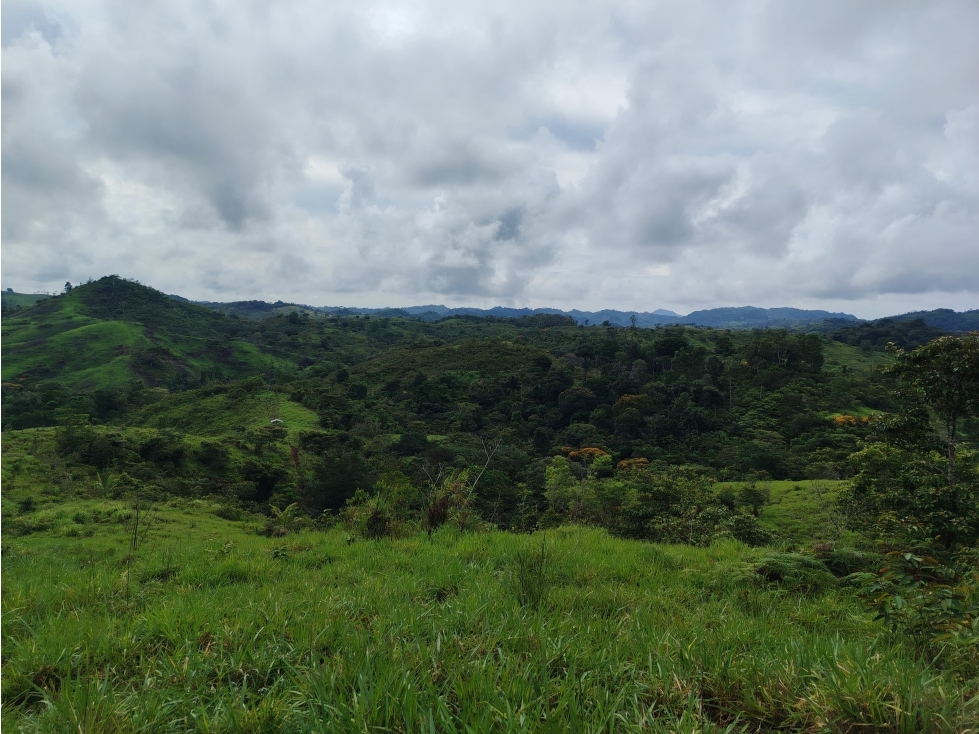 Se Vende Finca de 170 Hectáreas en Capira-Cacao - 6