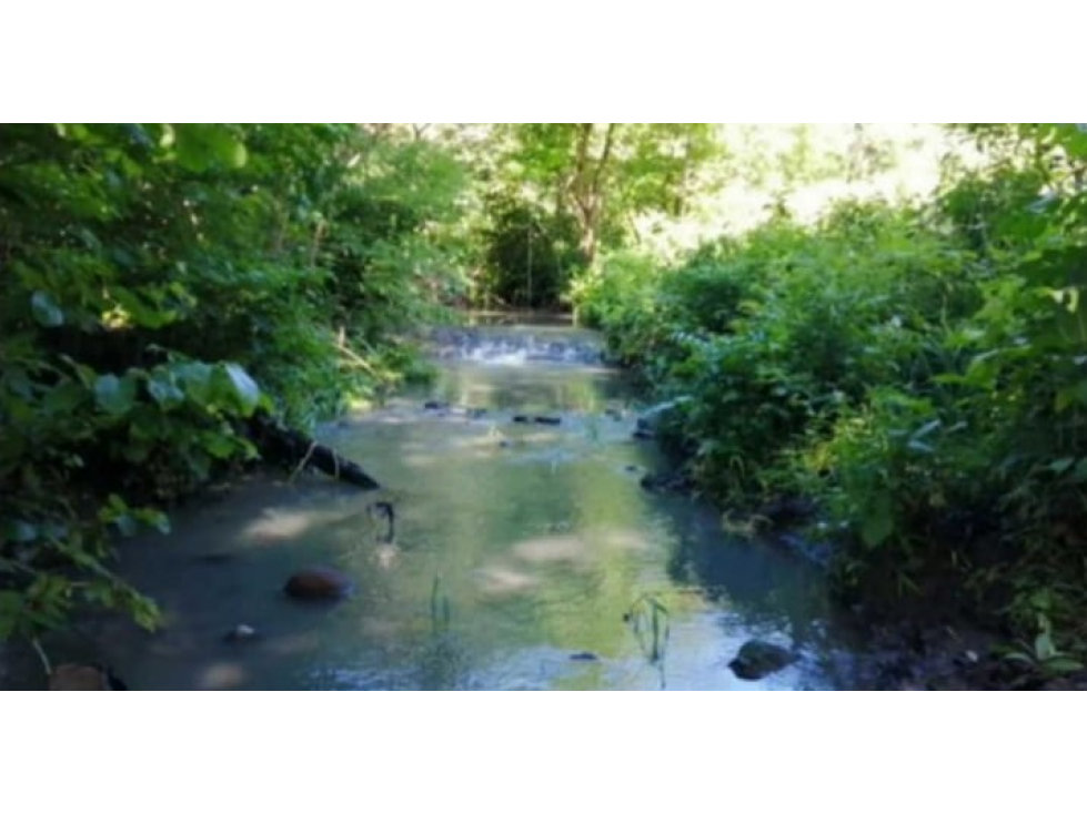 Se Vende Finca de 88,7 HAS en Capira Cermeño (DR) - 6