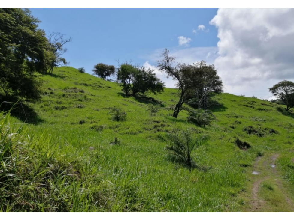 Se Vende Finca de 25 Hectáreas en La Unión de Azuero, Chepo - 2