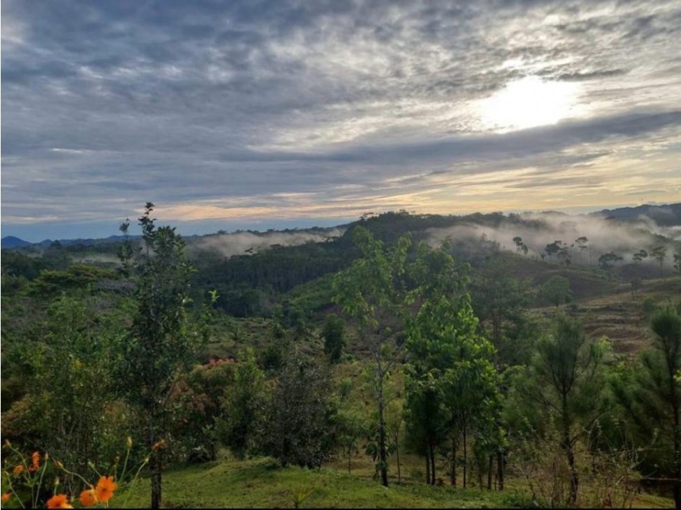 Se vende finca de 40 hectáreas con casa campestre en Capira (DR) - 3