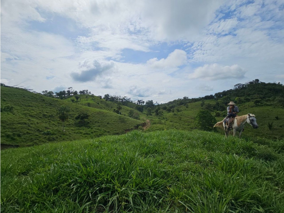 Se vende finca de 126 hectáreas en Metetí, Darién - 2