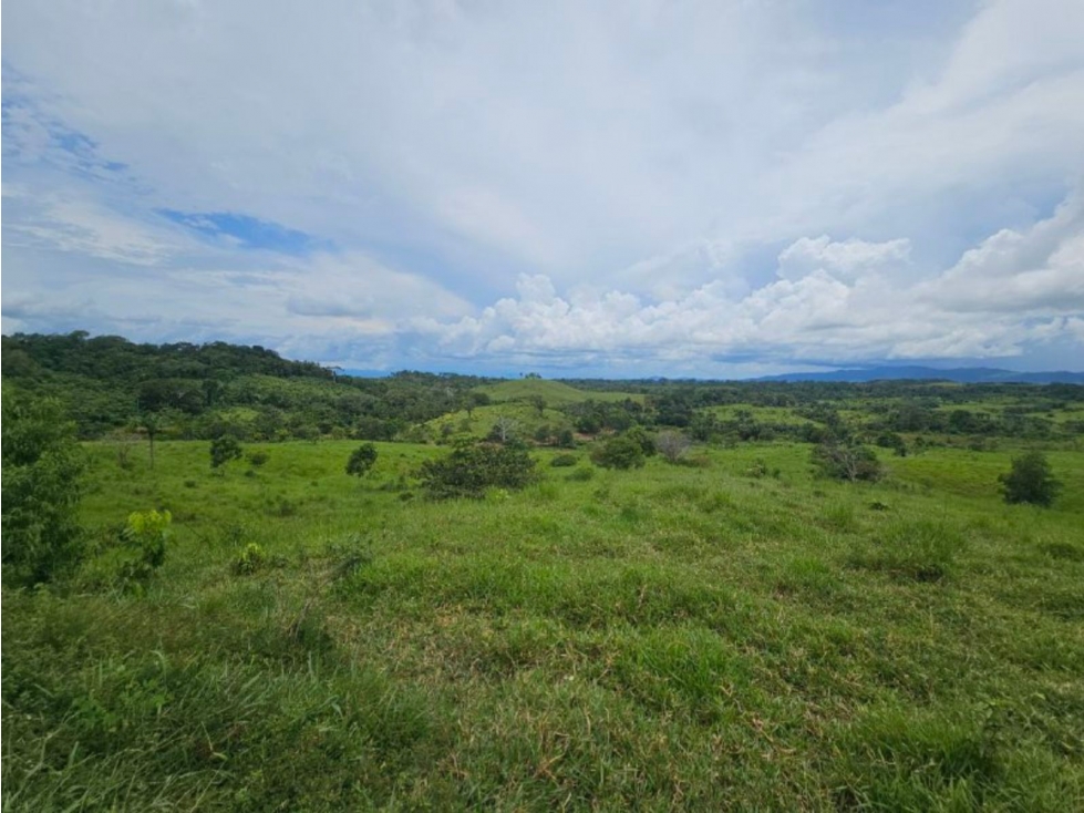 Se Vende Finca ganadera de 152 has en Darién - 2