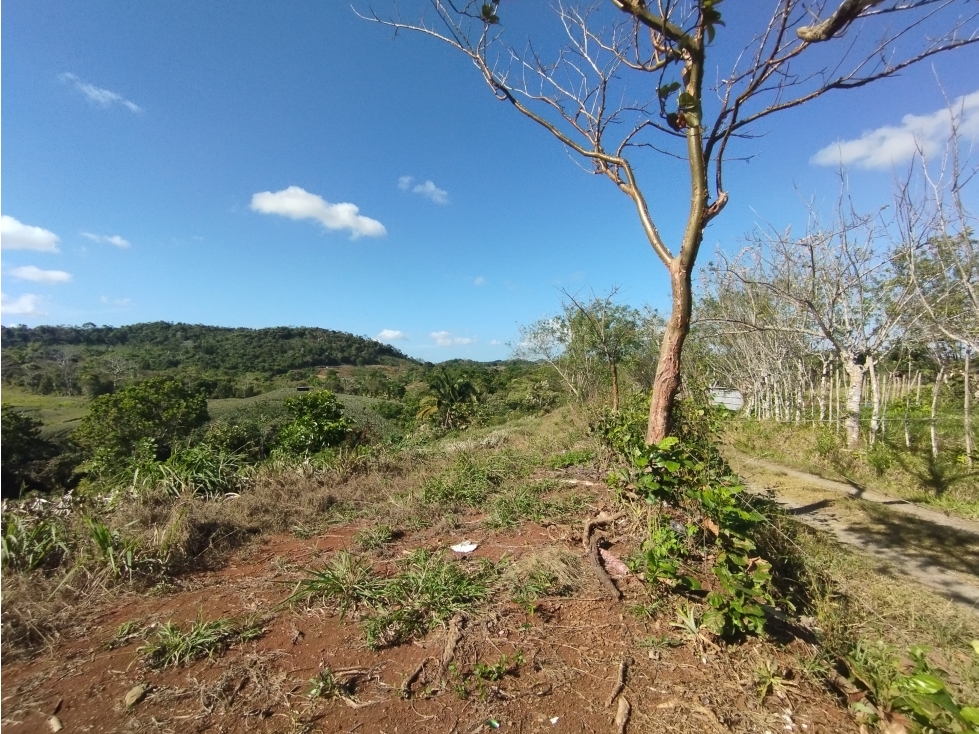 Se Vende Finca de 25 Has Caimitillo La Chorrera (DR) - 2
