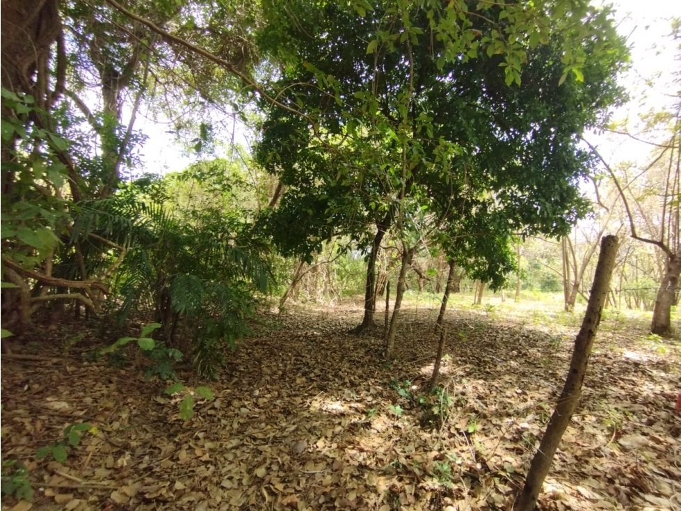 Se Vende Finca de 15 HAS con 250mt2 en Bejuco-Panamá Oeste (DR) — foto 4