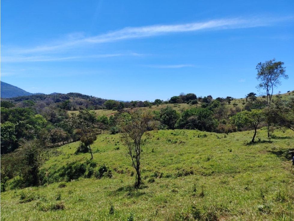 Finca en Venta de 201 Has en Las Palmas - Veraguas (DR) - 3