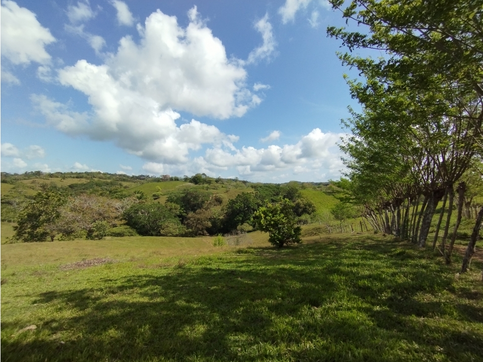 Se Vende Finca de 35 HAS en las Lajitas-Chorrera (DR) - 5