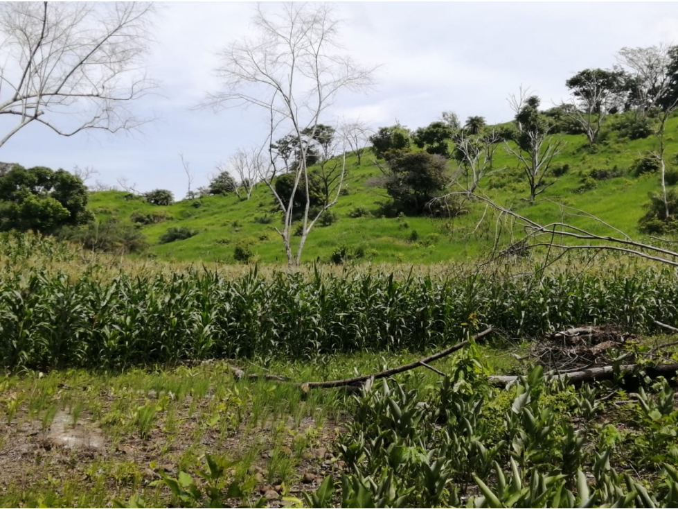 Se Vende Finca de 88,7 HAS en Capira Cermeño (DR) - 2