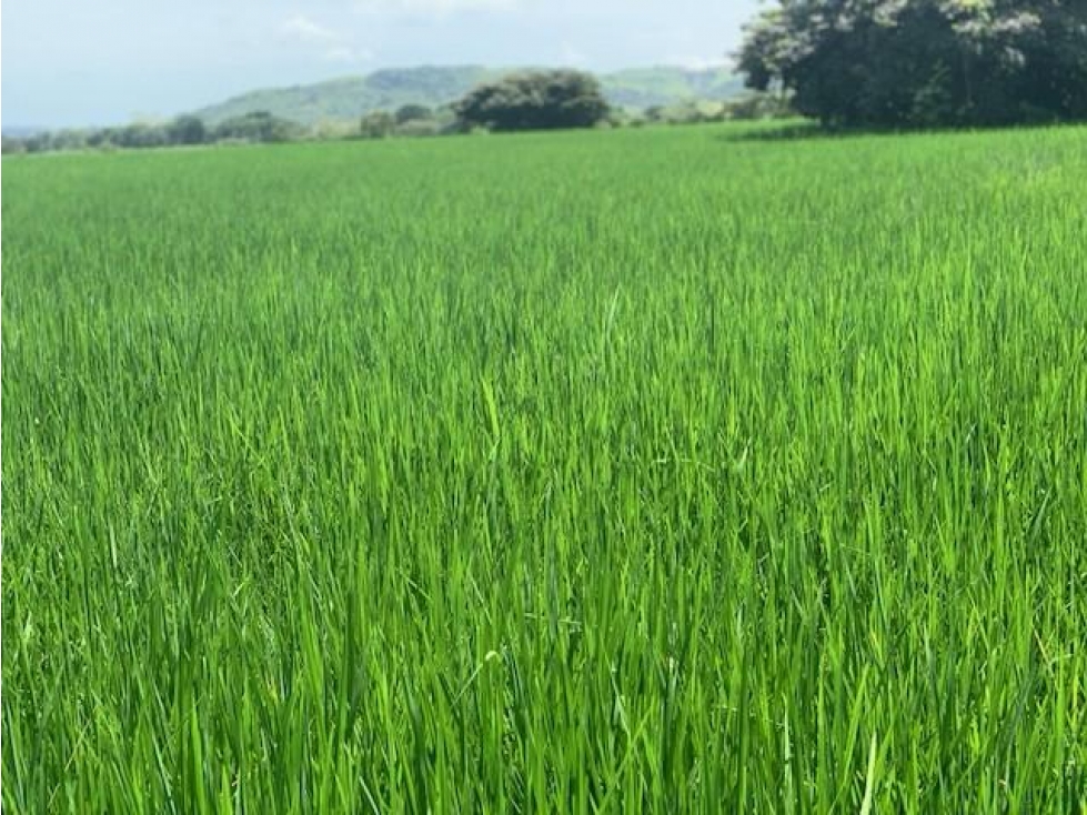Finca en venta de 58.6 Has en Veraguas Santiago (DR) - 2