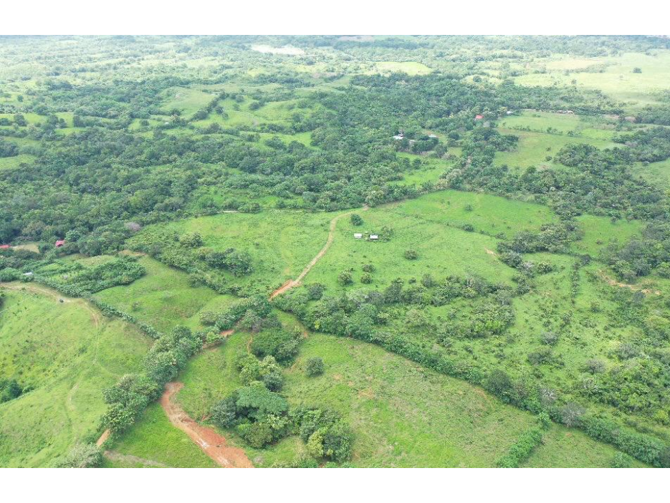 Se Vende Finca de 25 Hectáreas en La Unión de Azuero, Chepo - 3