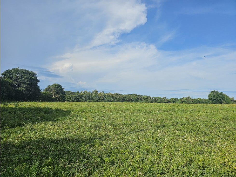 Se Vende Finca de 65 hectáreas en Antón - 1