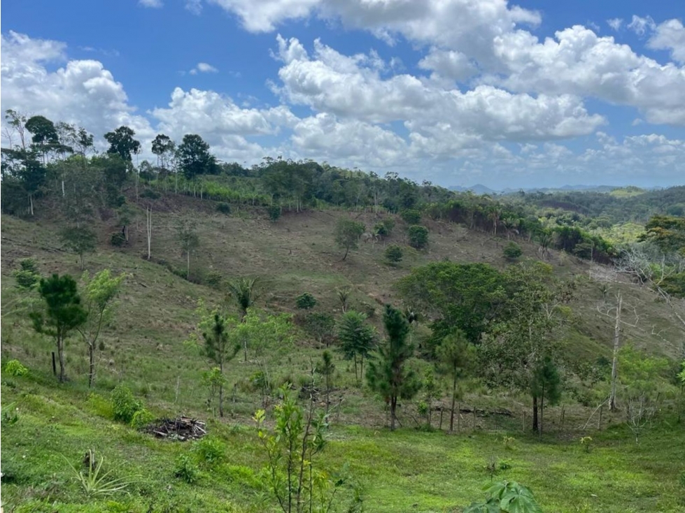 Se vende finca de 40 hectáreas con casa campestre en Capira (DR) - 4