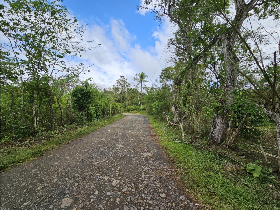 Se Vende Finca en Capira 5.5 Hectáreas - 4