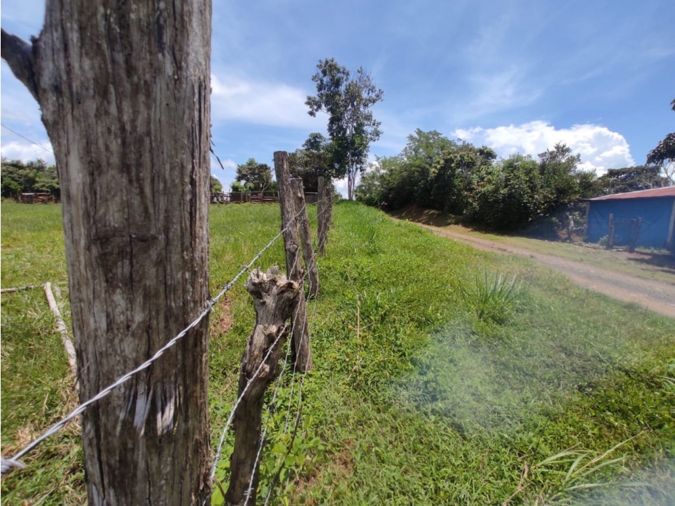 Se vende finca de 6.5 hectáreas en La Colorada, Chorrera - 3