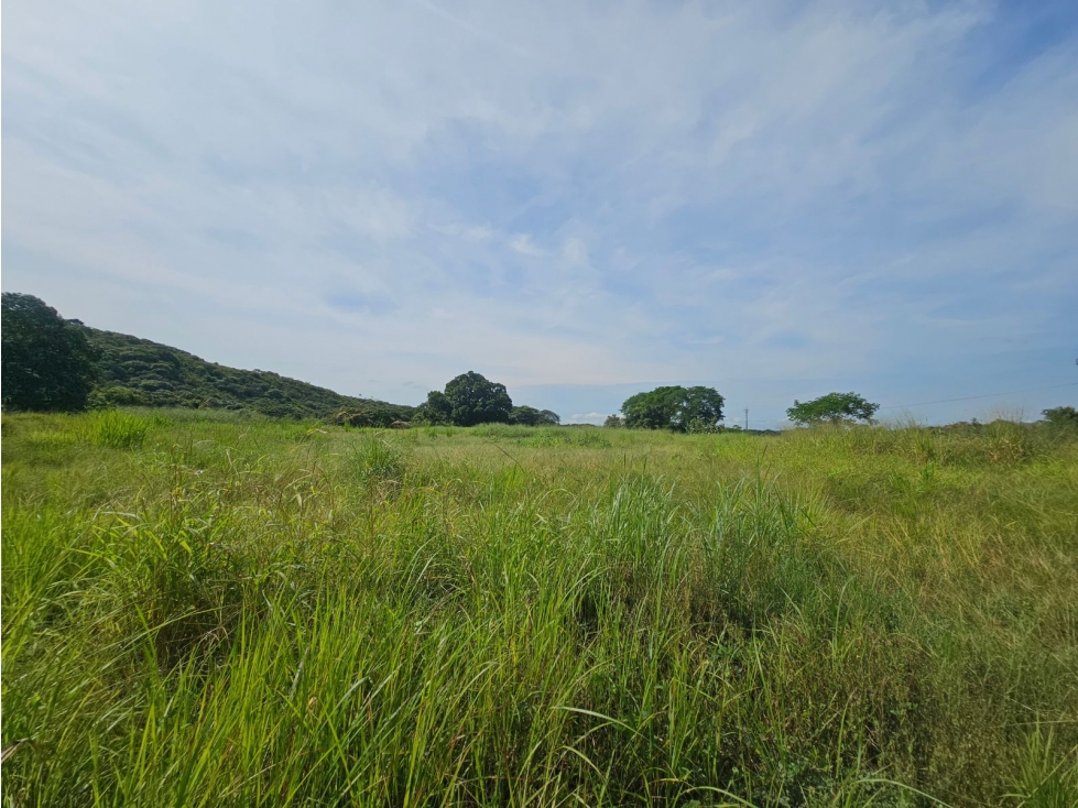 Se vende finca comercial de 5 HAS en Penonomé, Vía Ciruelito - 3