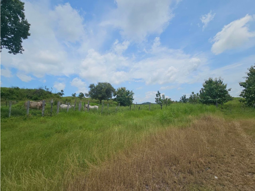 Se vende finca de 116 HAS para uso ganadero en Penonomé - 3