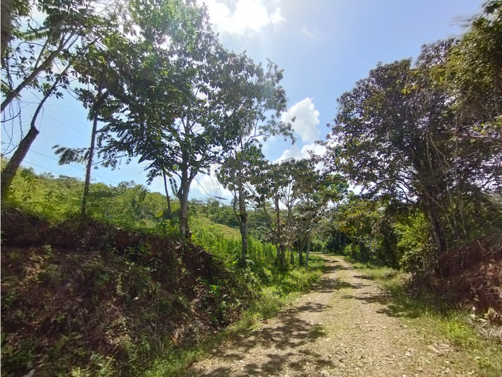 Se Vende Finca de 20.5 hectáreas en El Limite - Capira (DR) - 3