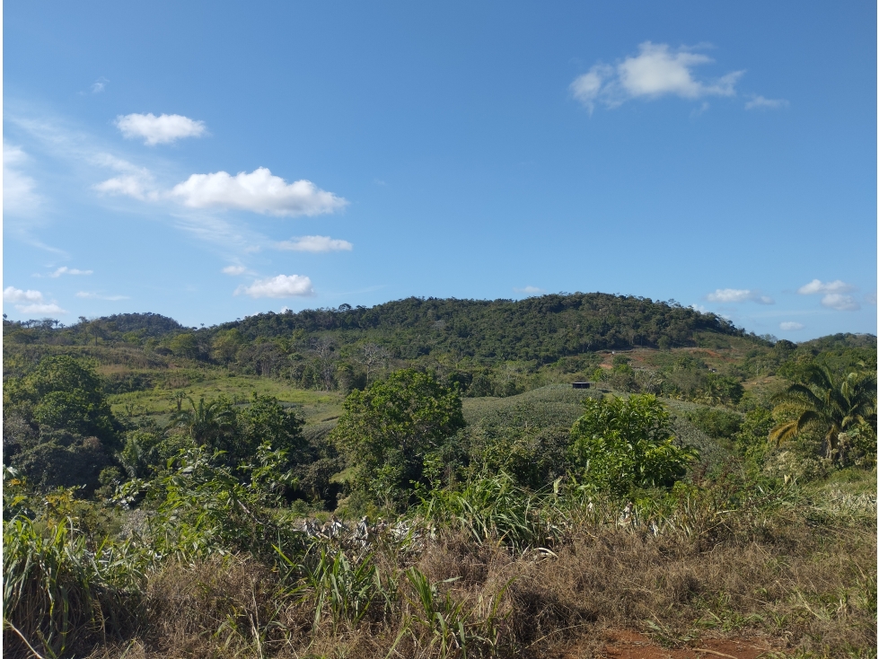 Se Vende Finca de 25 Has Caimitillo La Chorrera (DR) - 3