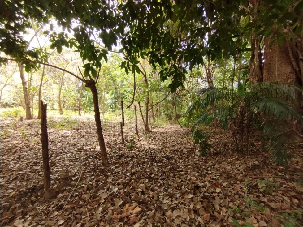 Se Vende Finca de 15 HAS con 250mt2 en Bejuco-Panamá Oeste (DR) — foto 5