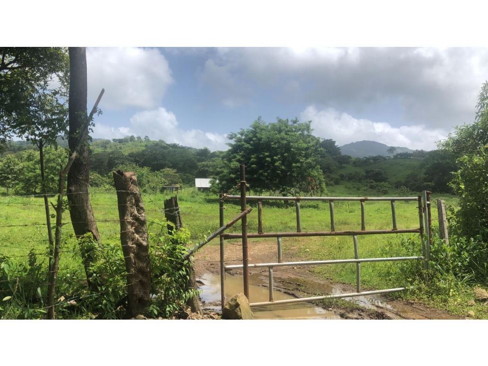 Se Vende Finca de 25 Hectáreas en La Unión de Azuero, Chepo - 4