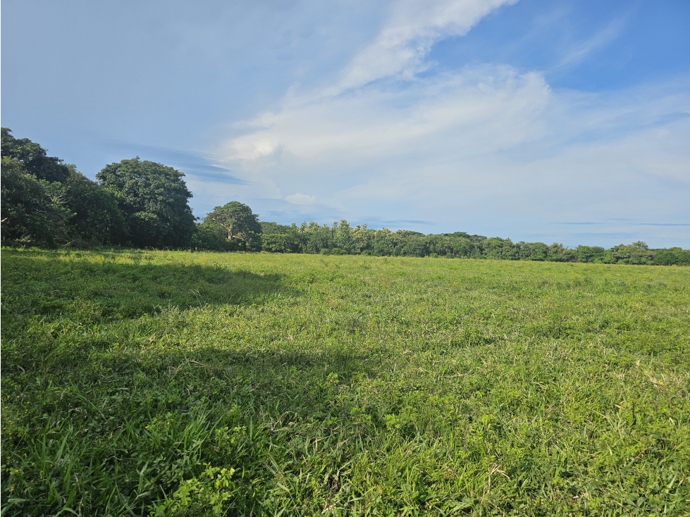 Se Vende Finca de 65 hectáreas en Antón - 5