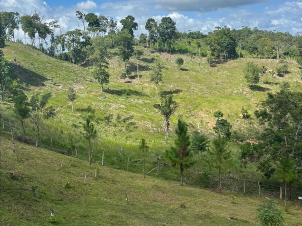 Se vende finca de 40 hectáreas con casa campestre en Capira (DR) - 5