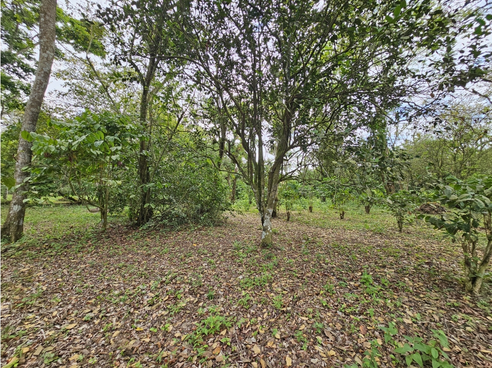 Se Vende Finca en Capira 5.5 Hectáreas - 5