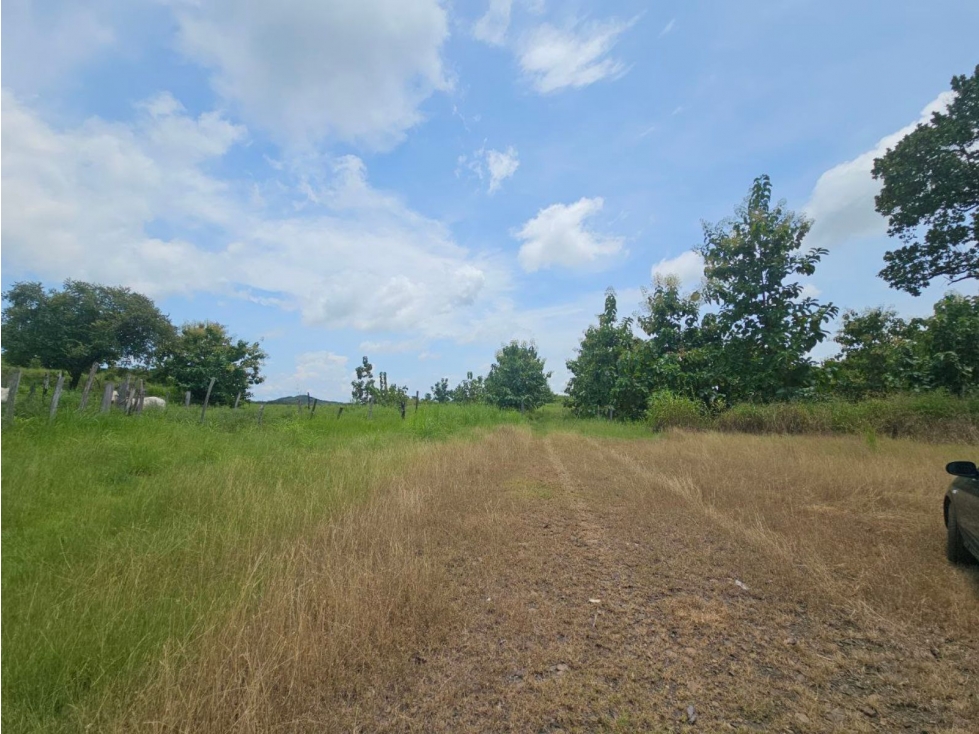 Se vende finca de 116 HAS para uso ganadero en Penonomé - 4