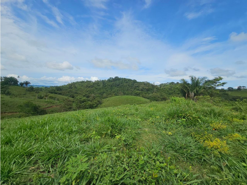 Se vende finca de 126 hectáreas en Metetí, Darién - 4