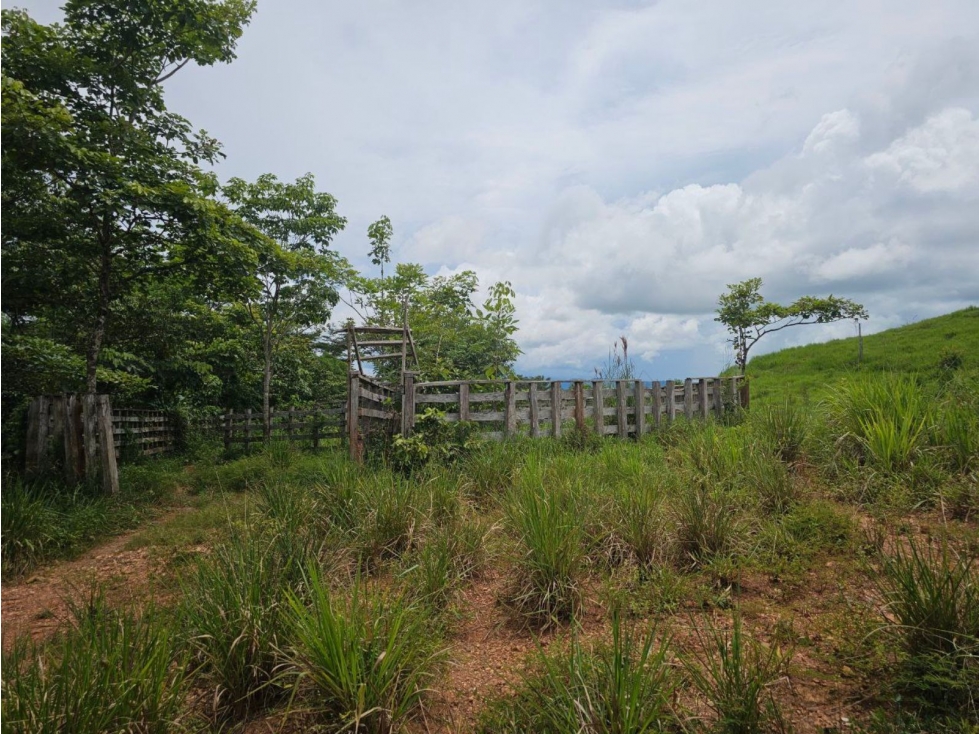 Se Vende Finca ganadera de 152 has en Darién - 4