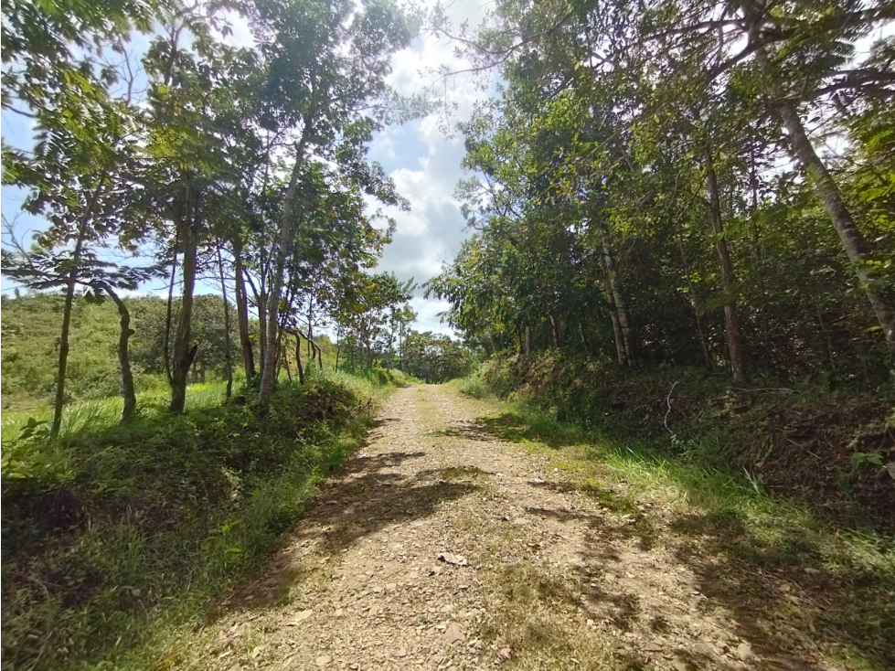 Se Vende Finca de 20.5 hectáreas en El Limite - Capira (DR) - 4