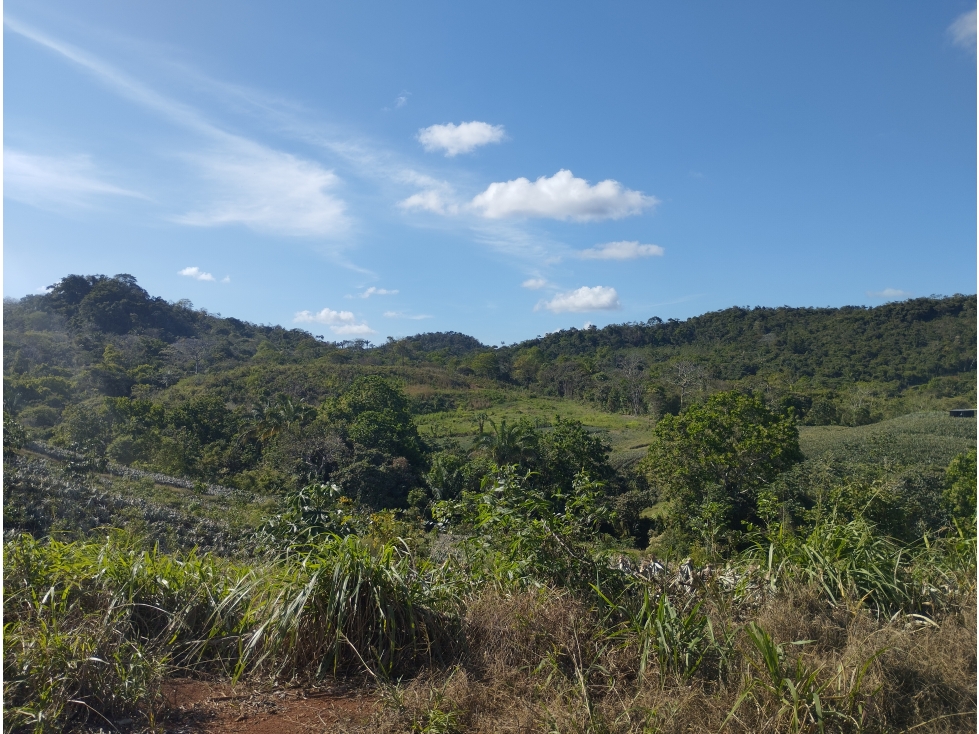Se Vende Finca de 25 Has Caimitillo La Chorrera (DR) - 4