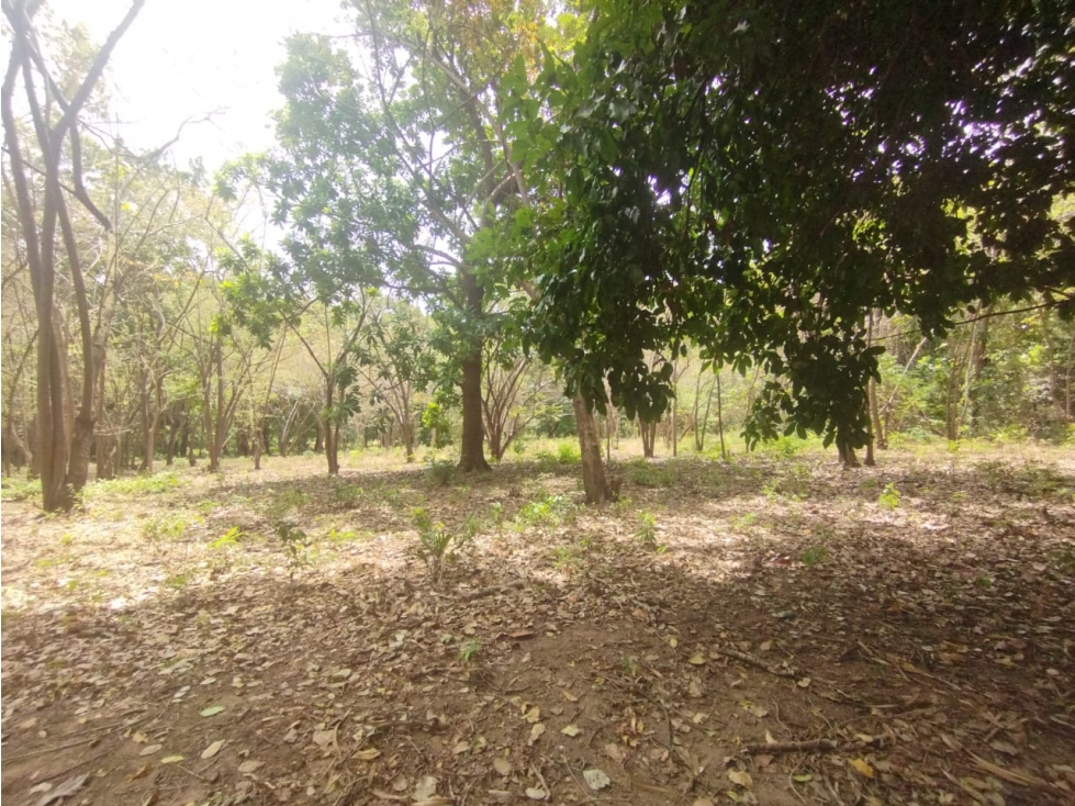 Se Vende Finca de 15 HAS con 250mt2 en Bejuco-Panamá Oeste (DR) — foto 2