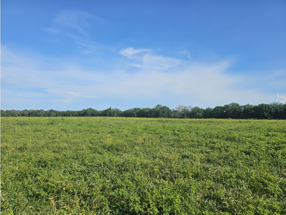 Se Vende Finca de 65 hectáreas en Antón - 2