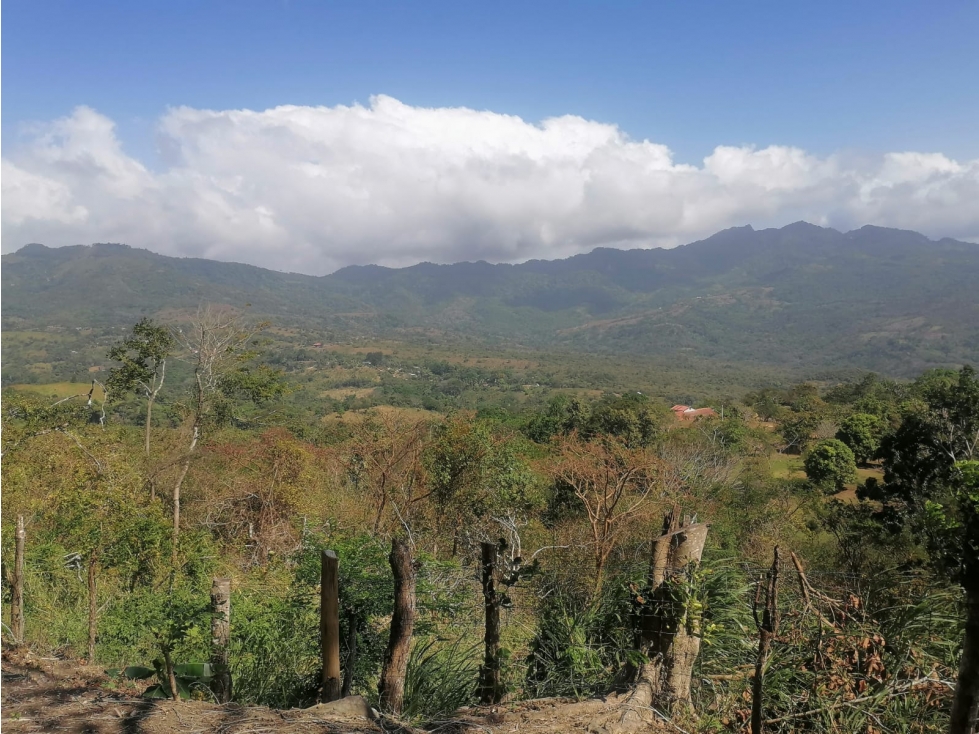 Se Vende Finca de 10 Has. en Sorá de Chame (H) - 3