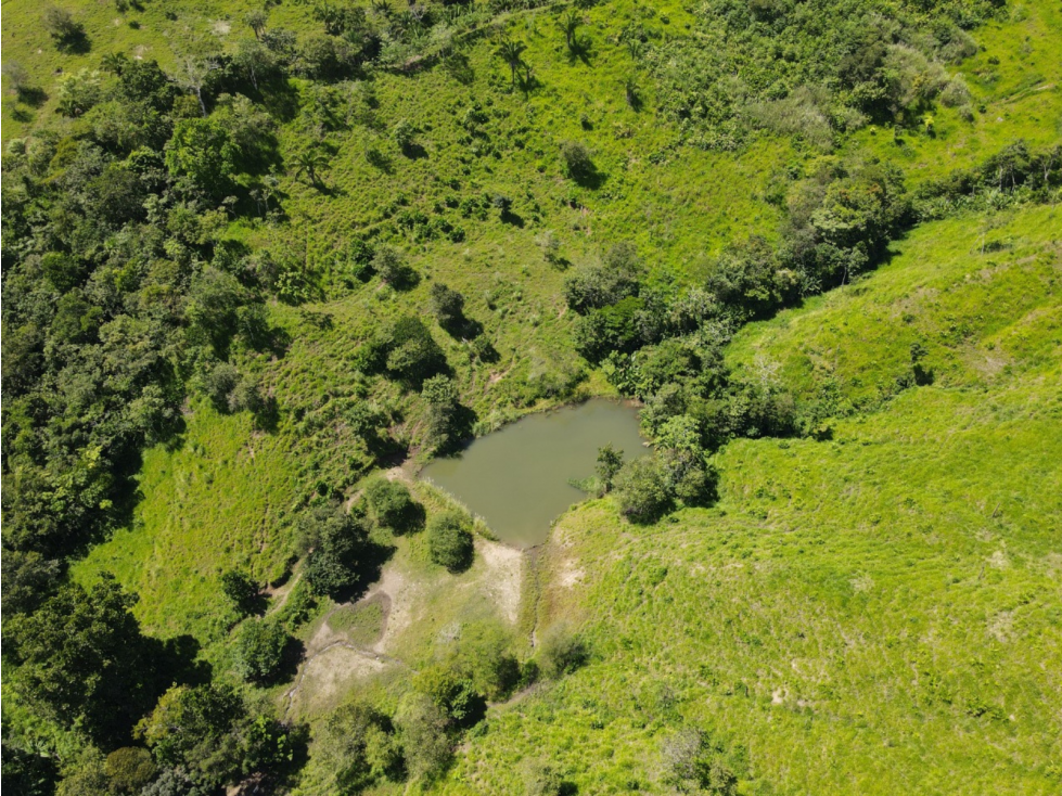Se Vende Finca de 253 Ha. en Chepo (H) - 6