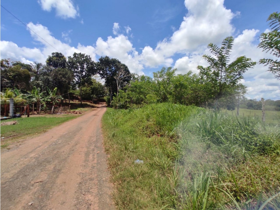 Se vende finca de 6.5 hectáreas en La Colorada, Chorrera - 5