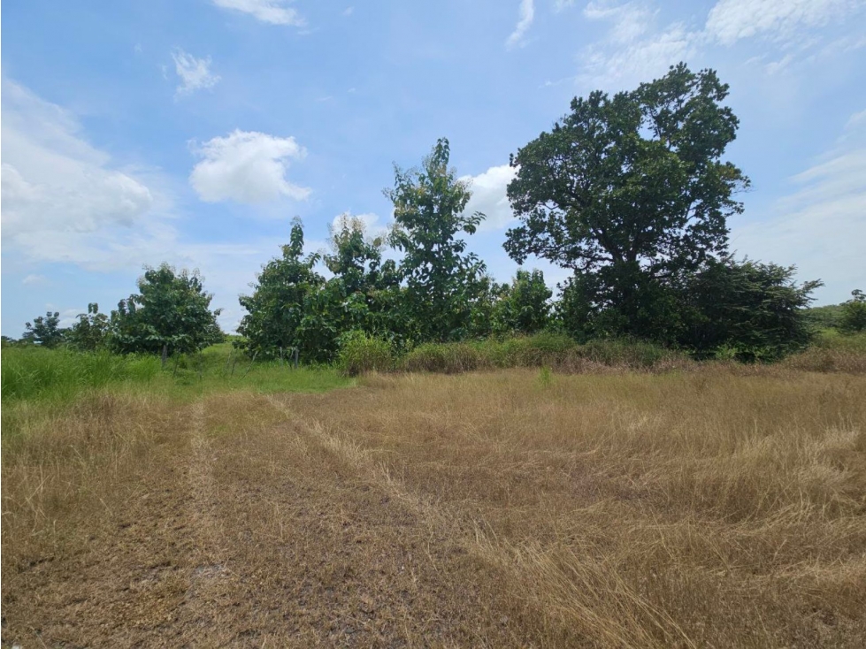 Se vende finca de 116 HAS para uso ganadero en Penonomé - 5