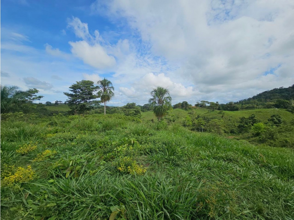 Se vende finca de 126 hectáreas en Metetí, Darién - 5