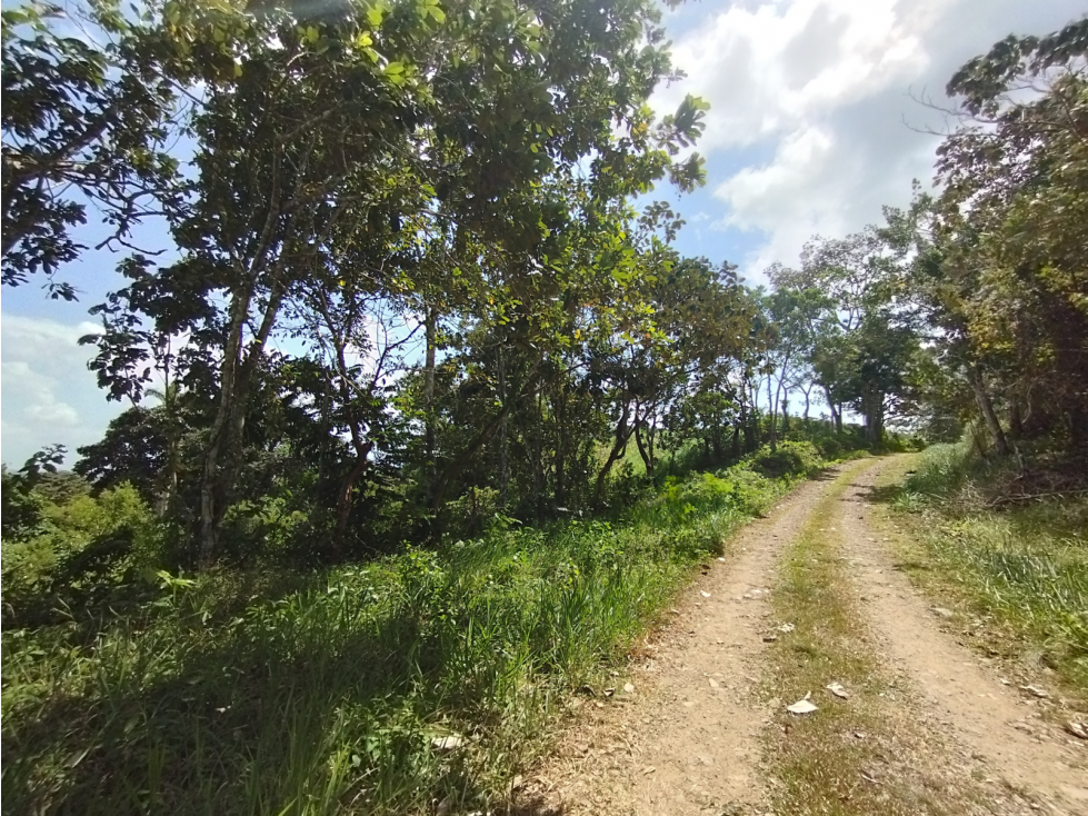 Se Vende Finca de 20.5 hectáreas en El Limite - Capira (DR) - 5