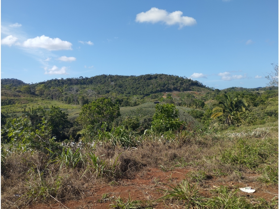 Se Vende Finca de 25 Has Caimitillo La Chorrera (DR) - 5