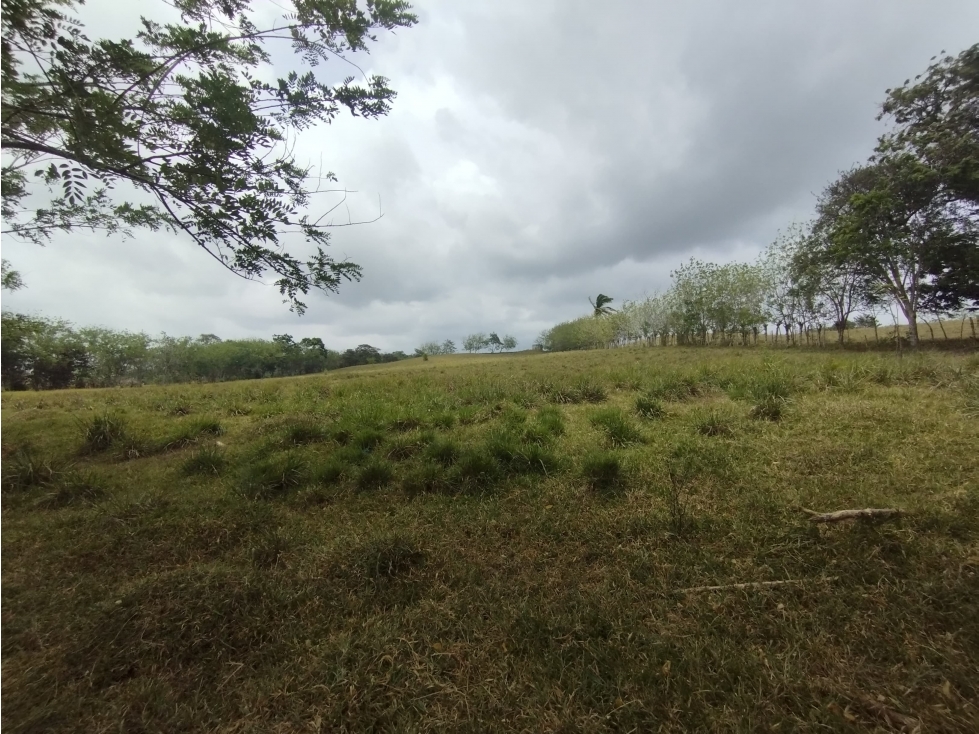 Se Vende Finca de 16 Has en Llanito Verde La Chorrera (DR) - 3