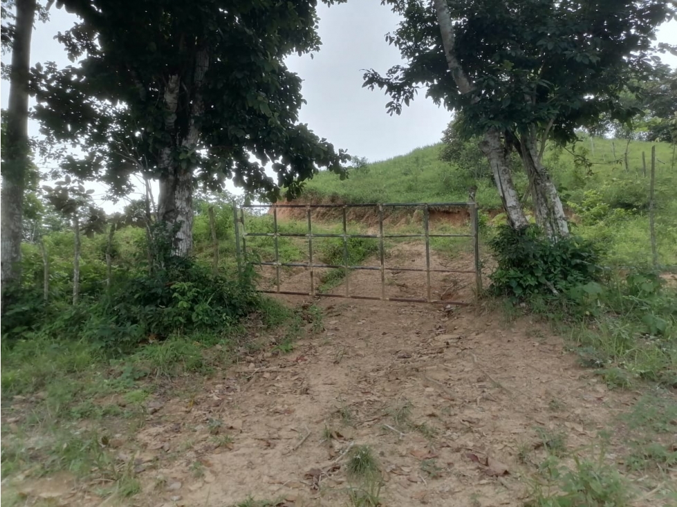 Terreno en venta 50 Has-Cañita de Chepo (BO) - 4