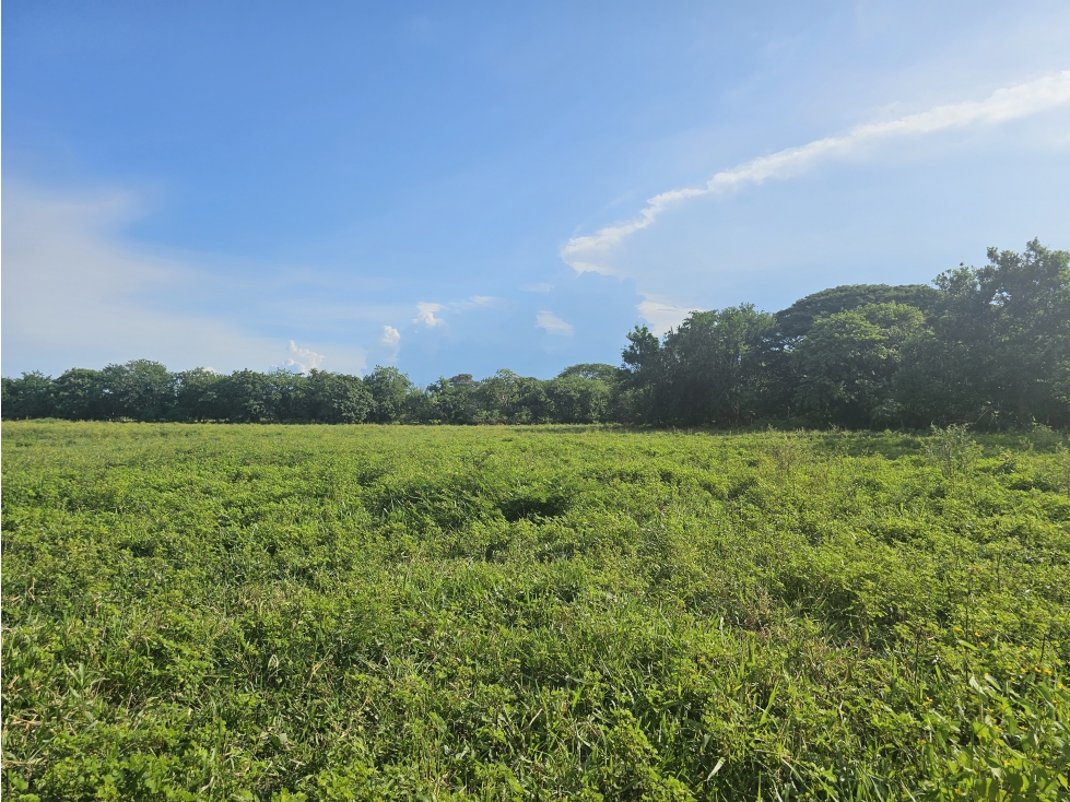 Se Vende Finca de 65 hectáreas en Antón - 3