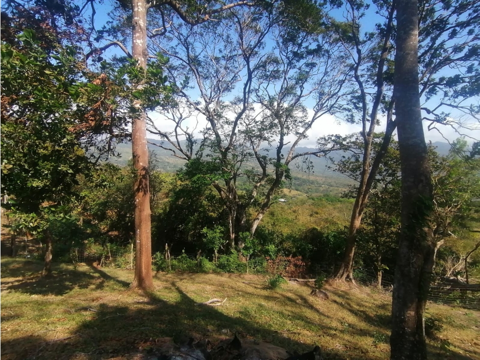 Se Vende Finca de 10 Has. en Sorá de Chame (H) - 5